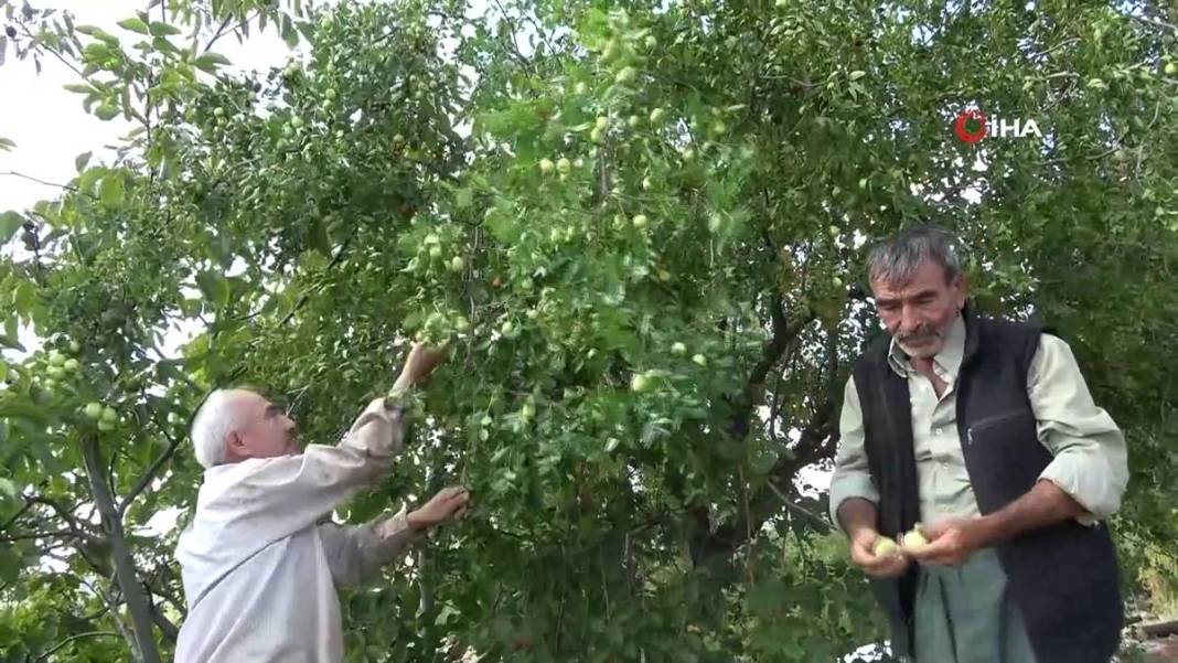 Bahçeye doğal çit olsun diye dikmişlerdi: Gelir kapısı oldu! Kilosunu 50 TL'den satıyor, bir taşla iki kuş... 1